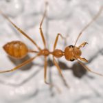 Close-up macro photo of a red ant on a textured white surface, highlighting details.