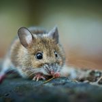 Adorable forest mouse captured close-up, showcasing whiskers and fur details in a natural setting.